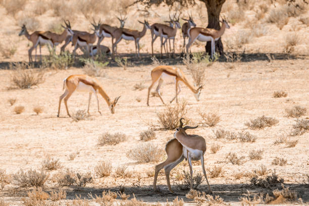 istock Springbok in Kgalagari transfrontier park, South Africa 1314157825