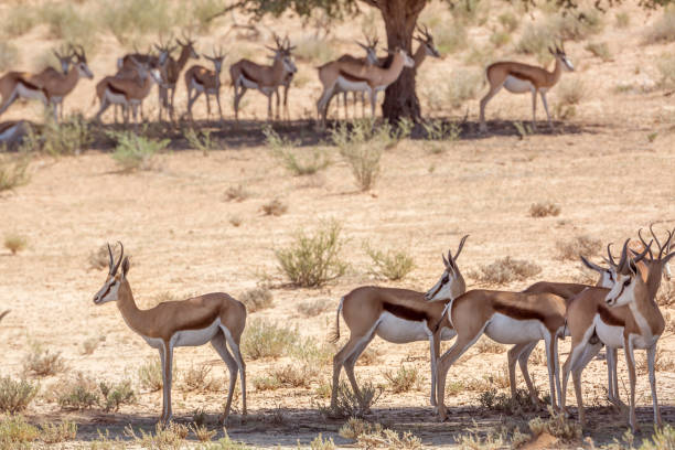 istock Springbok in Kgalagari transfrontier park, South Africa 1314158757