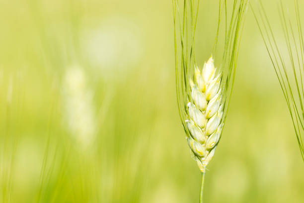 Selective focus on a single unripe barley ear in a field
