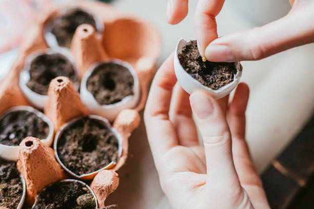 istock Close up of hands sowing seeds 1314160200