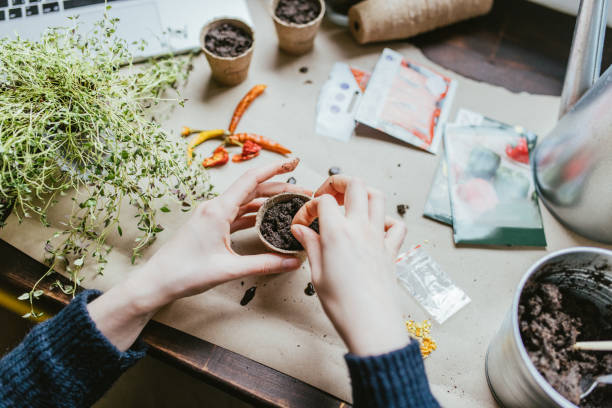 istock Close up of hands sowing seeds 1314160719