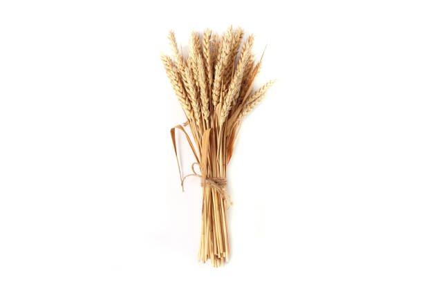 istock spikelets of wheat on a white background 1314162176