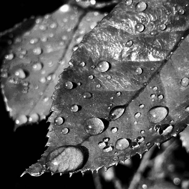 istock Wet leaves 1314165623