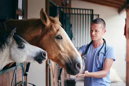Veterinario durante la atención médica de caballos en establos photo