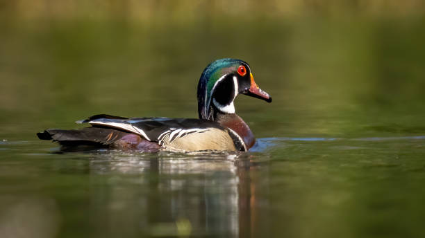 istock Wood Duck at Huntley Meadows Park in Virginia 1314167972