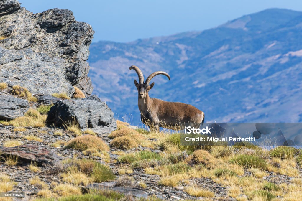 Male mountain goat (capra pyrenaica,ibice iberico) Male mountain goat in the peaks of Sierra Nevada, Granada. Spain Stock Photo