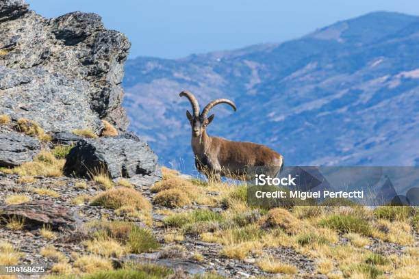 Male Mountain Goat Stock Photo - Download Image Now - Spain, Ibex, Andalucian Sierra Nevada