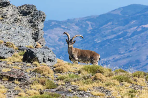 Photo of Male mountain goat (capra pyrenaica,ibice iberico)