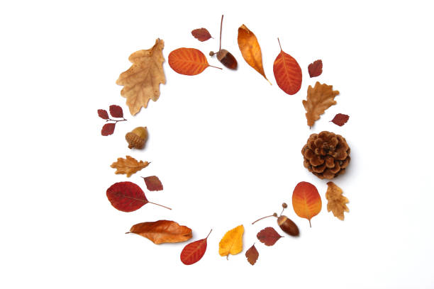 istock autumn composition of leaves on a white background top view. 1314168809