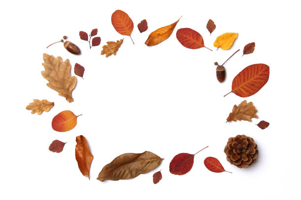istock autumn composition of leaves on a white background top view. 1314168863