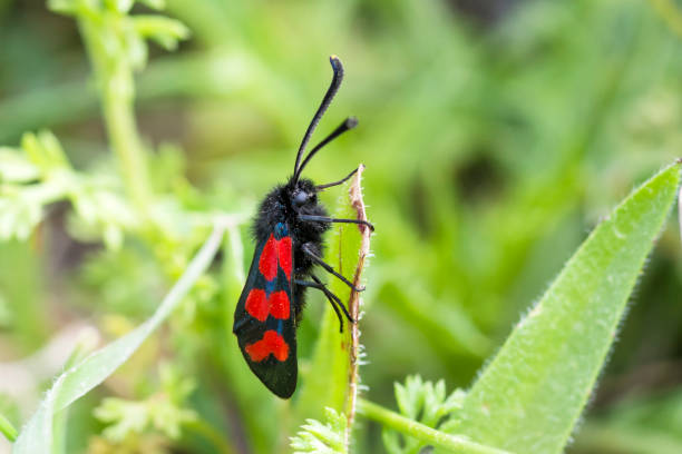 Selective focus on a six-spot burnet moth on a leaf, zygaena filipendulae, Lebanon
