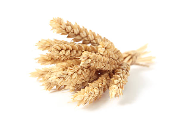 istock spikelets of wheat on a white background 1314171764