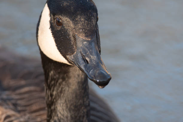 Canada Geese close up while swimming on a small lake