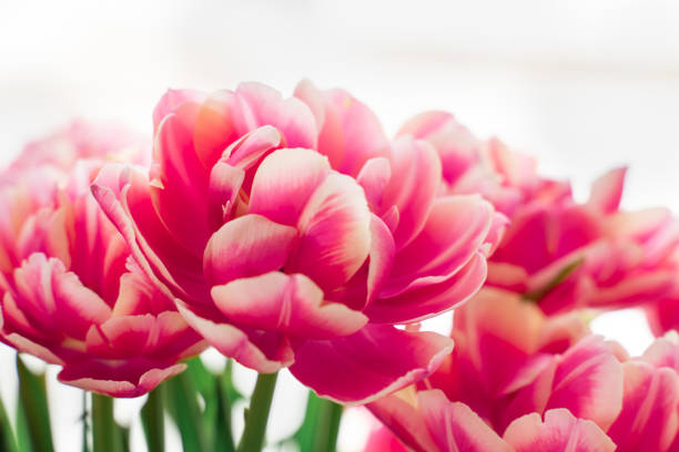 istock pink terry tulips close-up. floral bright background 1314174312