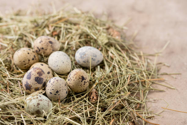 istock Still life. Quail eggs decorated in dry herbs on a textured background. Rustic. Easter celebration concept. 1314174356