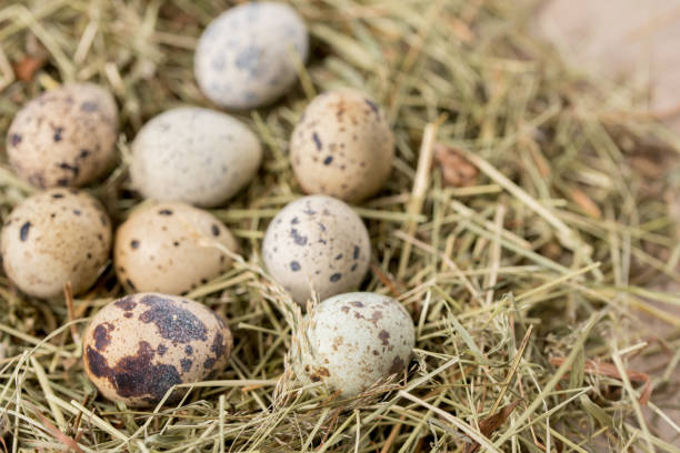 istock Still life. Quail eggs decorated in dry herbs on a textured background. Rustic. Easter celebration concept. 1314174381