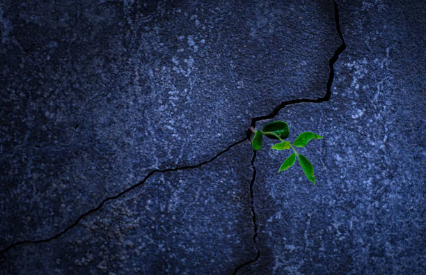 Young tree plant growing through the cracked concrete floor