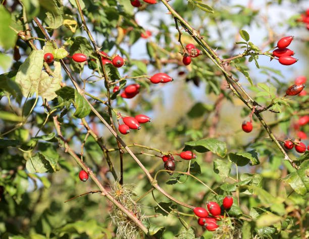 istock many Red berries in a shrub in spring in the plant 1314175263
