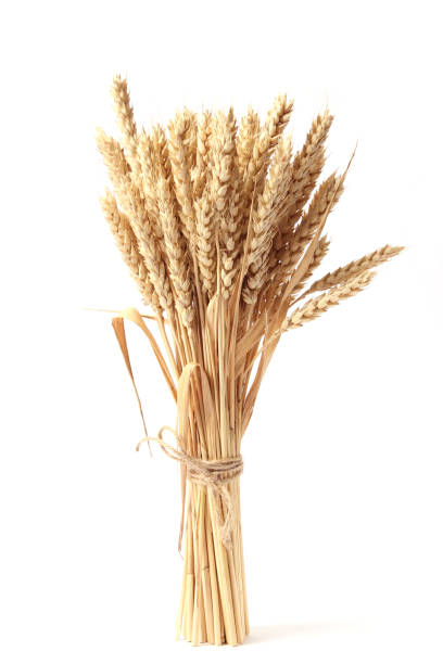istock spikelets of wheat on a white background 1314176649