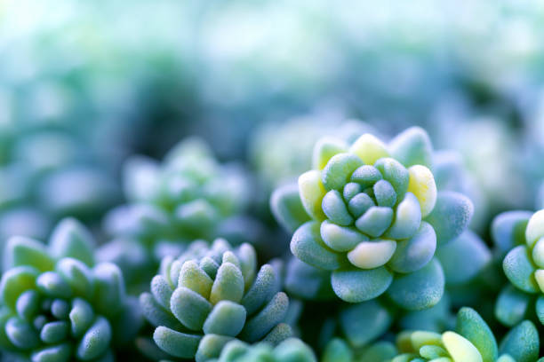 istock Macro green cactus. Nature background. 1314176687
