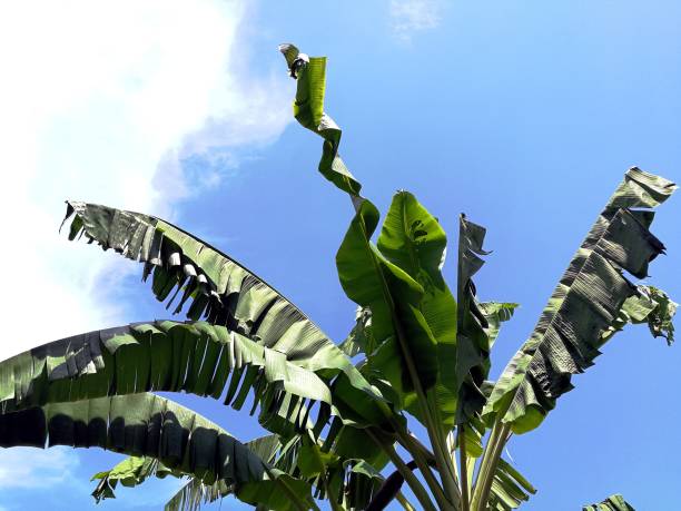 istock Messy banana tree leaves against blue sky in the background 1314176705