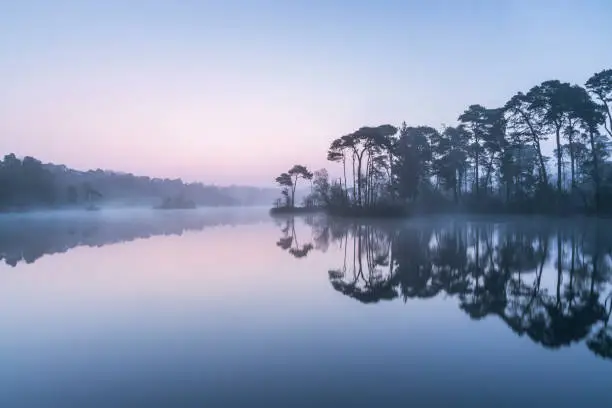 Misty pink sunrise over a lake and a row of trees in the Dutch province of Brabant