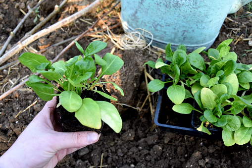 Vegetable garden hole planting small plants