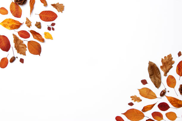 istock autumn composition of leaves on a white background top view. 1314183091