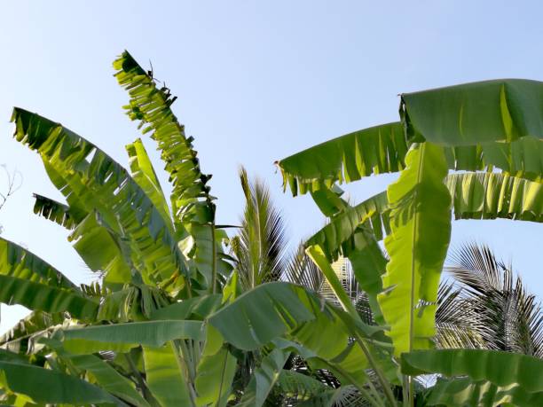 istock Messy banana tree leaves against blue sky in the background 1314184099