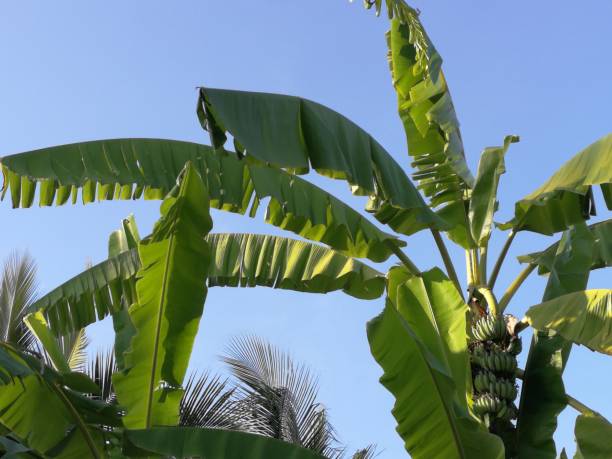 istock Messy banana tree leaves against blue sky in the background 1314184214