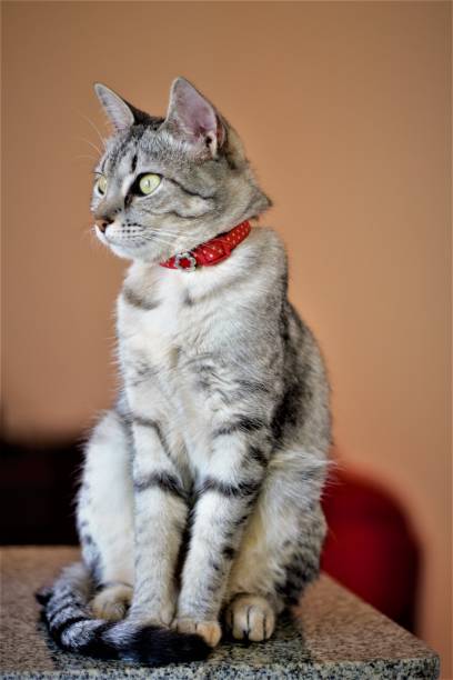 istock sitting cat poses for photo 1314185701