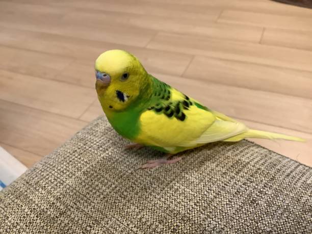 istock Cute yellow and green budgerigars 1314186417