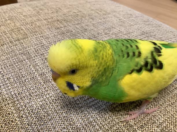 istock Cute yellow and green budgerigars 1314186421