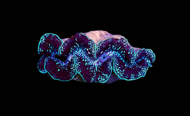 istock Amazing colorful maxima clam - (Tridacna maxima) 1314187923