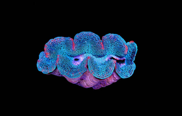 Amazing colorful maxima clam - (Tridacna maxima)