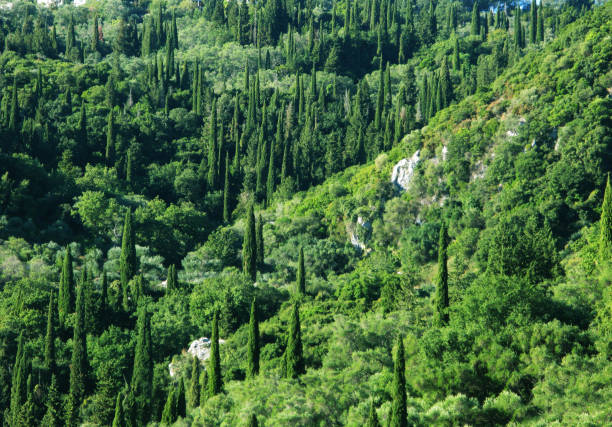 Typical Tuscany landscape with green hills and group of cypresses (Val D'orcia, Italy).