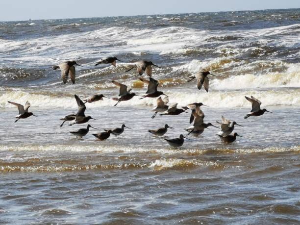 istock Birds eating and playing in the waves at the beach 1314188779