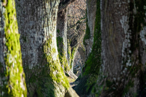 The tree-lined Natural monument avenue in Upper Bavaria leads in front of an Alpine panorama under lime trees more than 100 years old.
