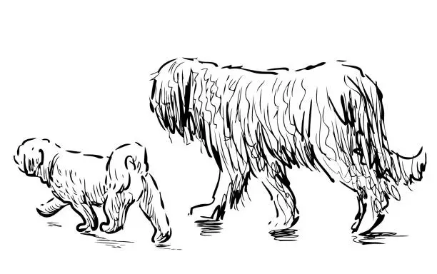 Vector illustration of Freehand drawing of two purebred dogs walking outdoors