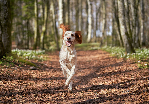 Action shot of female English Setter running toward the photographer in a beech forest.