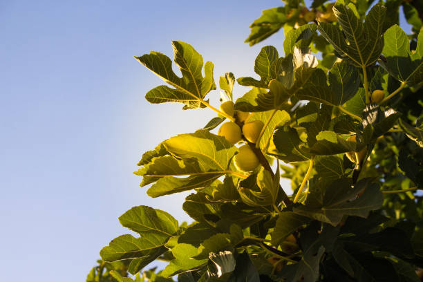 Close up view of yellow figs (Ficus carica) on a tree