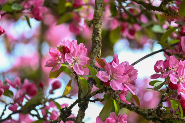 istock Shropshire's stunning Countryside looking glorious on a warm spring day 1314193715