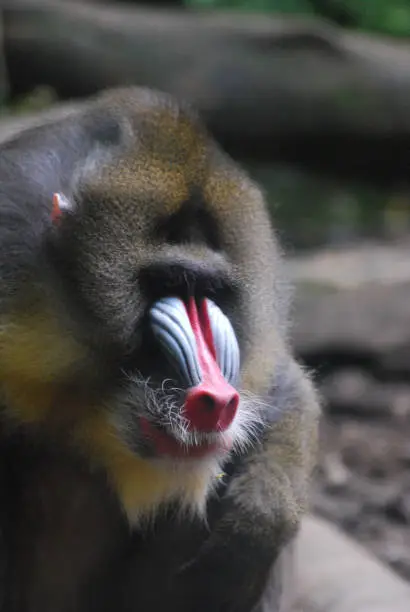 A side profile of an adult mandrill monkey.