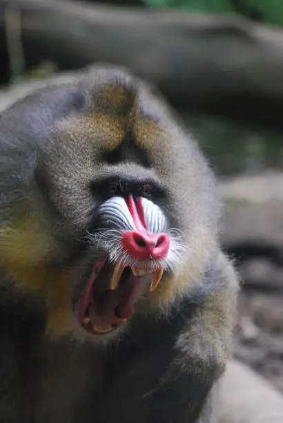 Mandrill with fangs with his mouth wide open.