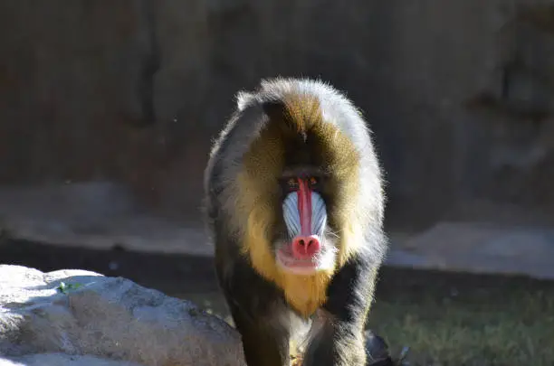 A straight look at a mandrill monkey.