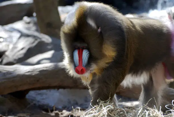 Amazing bright coloring on the face of an adult mandrill.