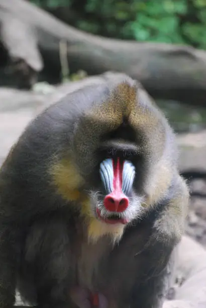 Dark red markings on the face of an adult mandrill.