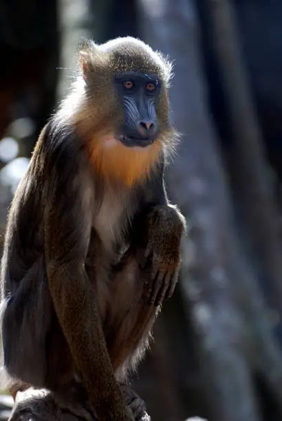 Youthful mandrill monkey sitting back on his haunches.