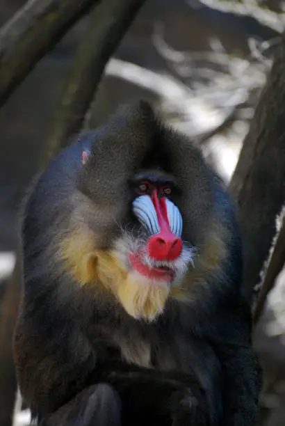 Very large mandrill monkey with his mouth open slightly.