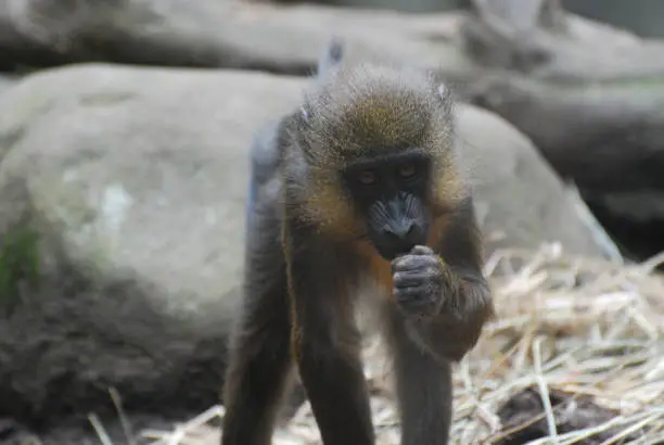 Really sweet expression on the face of a baby mandrill monkey.